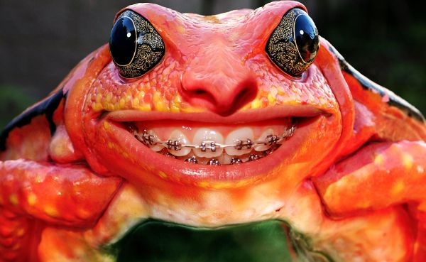 Creation of Smiling Frog: Final Result